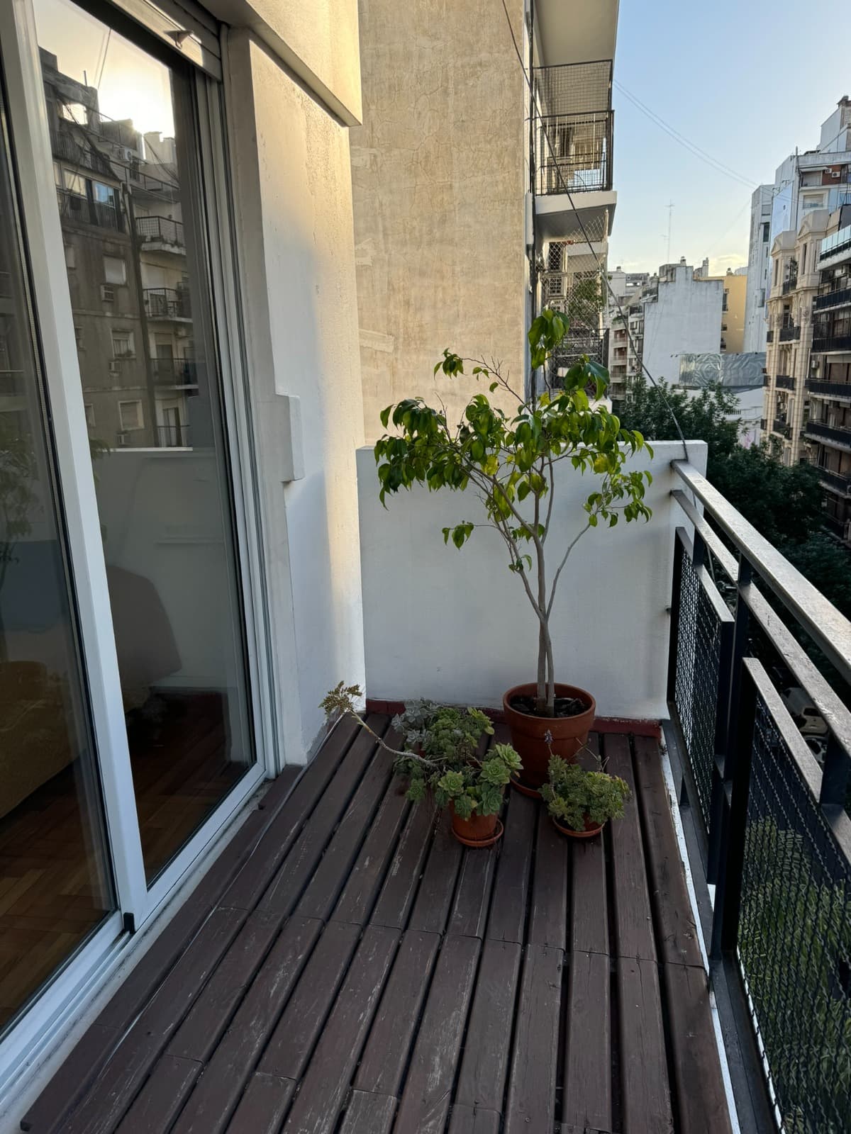 balcón · con ficus
